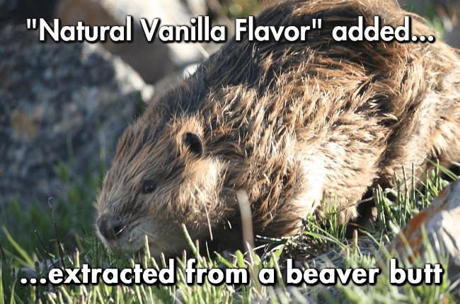 beaver