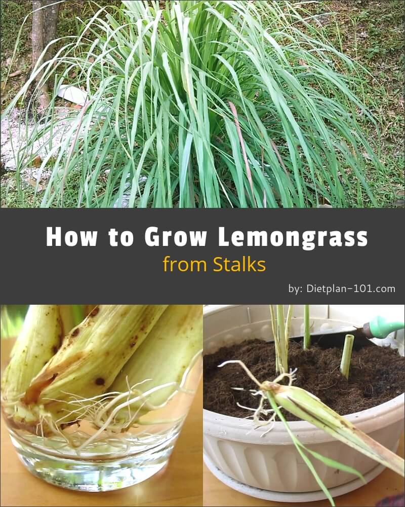 Growing Lemongrass