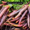 what is purple carrot?