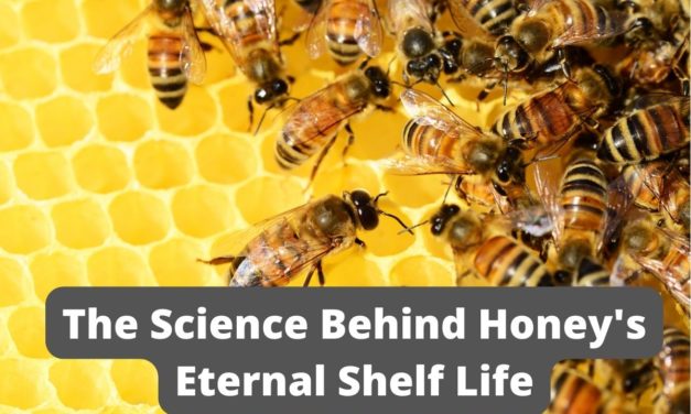 Why did scientists say honey will last forever?