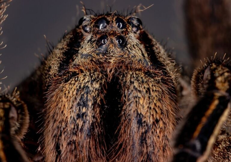 Banana Spiders Unraveling the Myths and Facts About These Fascinating