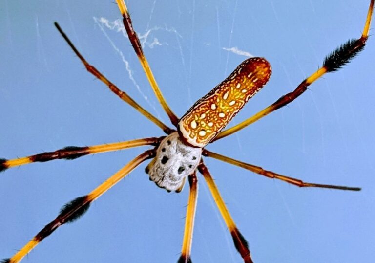 Banana Spiders Unraveling the Myths and Facts About These Fascinating