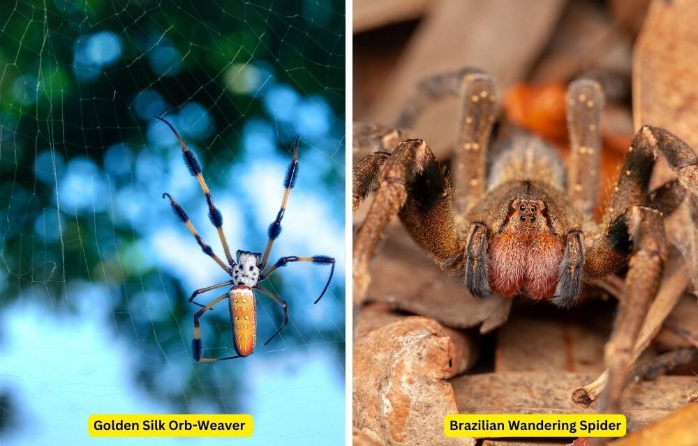 Banana Spiders: Unraveling the Myths and Facts About These Fascinating Creatures
