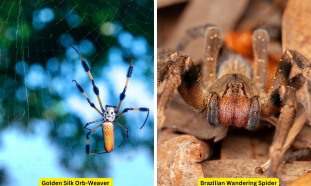 Banana Spiders: Unraveling the Myths and Facts About These Fascinating Creatures