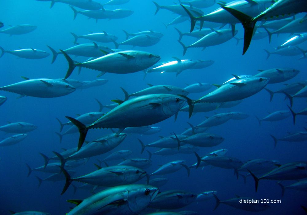 school of tuna swimming