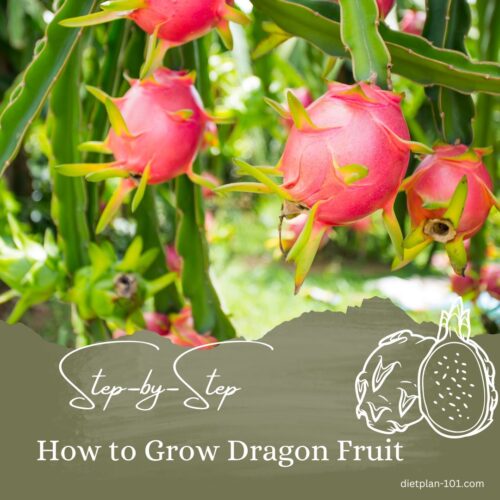 How to Grow Dragon Fruit Plant: A Step-by-Step Guide for Beginners