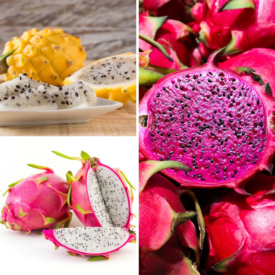 How to Grow Dragon Fruit Plant: A Step-by-Step Guide for Beginners