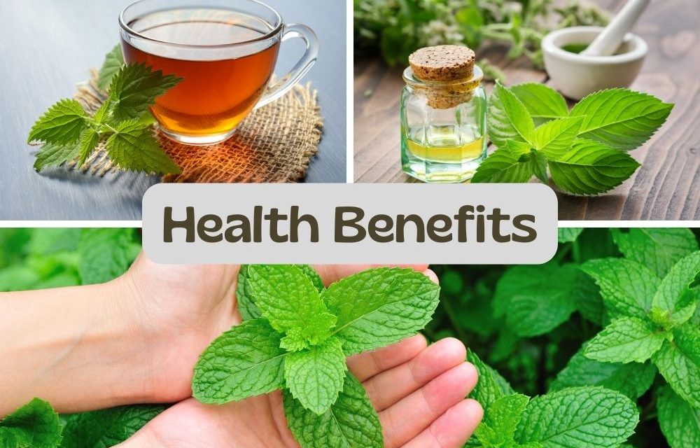 Health Benefits of Mint: Digestion, Immunity, and Respiratory Relief