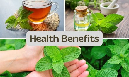 Health Benefits of Mint: Digestion, Immunity, and Respiratory Relief